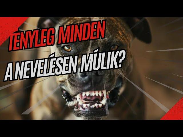 PITBULL - tényleg minden a nevelésen múlik?