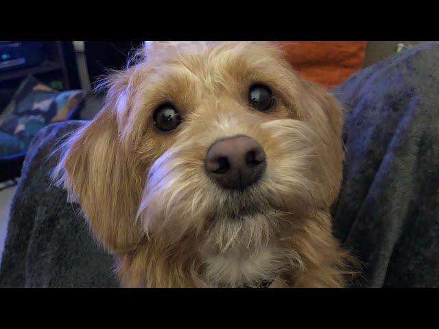 Cute Poogle Puppy vs Balloon - Scully The Dog! Miniature Poogle x Beagle = Poogle