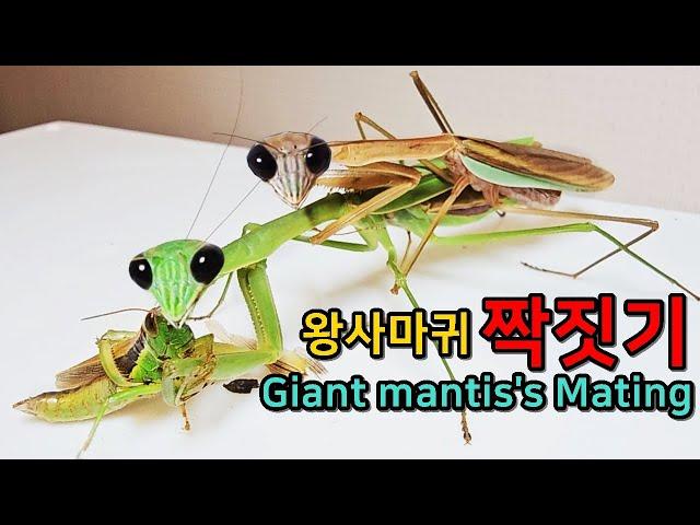 Mating Of Dangerous Praying Mantis. And Rescuing a Dying Carpenter Bee.