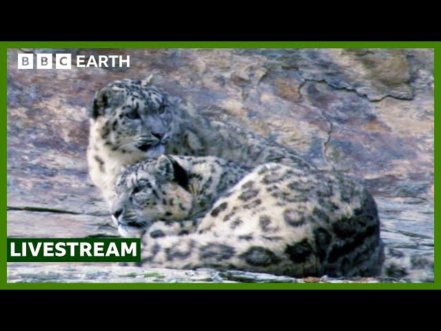  LIVE: Capturing The Rare Snow Leopard On Camera | BBC Earth