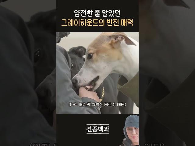 강형욱 얌전한 줄 알았던 그레이하운드 반전 매력 댕댕이 푸들 애완견 귀여워 #푸들#댕댕이#강헝욱#애견영상#귀여운강아지#강아지#강아지브이로그#동물농장강아지#반려견#동물#pets