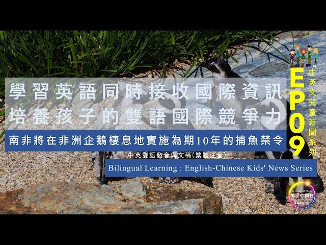 中英兒童新聞系列︱EP09 南非將在非洲企鵝棲息地實施為期10年的捕魚禁令