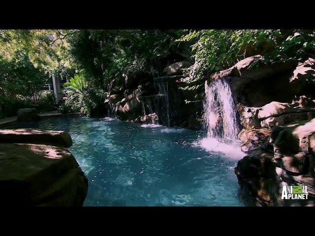 A Pool That Emulates Nature | The Pool Master