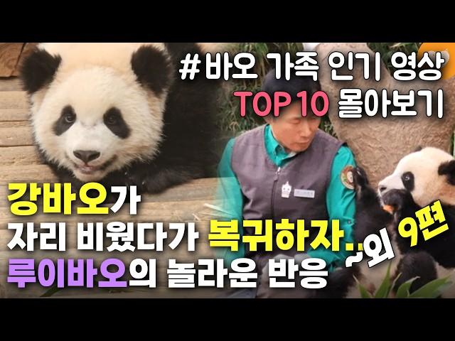 [개감동이양 바오가족 인기 영상 TOP 10 몰아보기] 후이바오 이빨에 낀 죽순 빼준 송바오 행동, 생각보다 더 엄청난 일이었다 외 9편