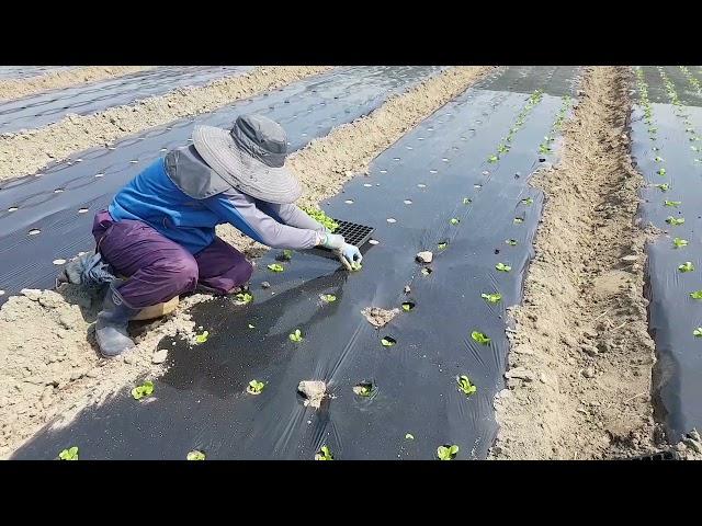 쌈배추 정식