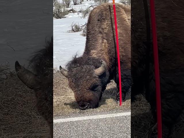 Road Life | Yellowstone Nat. Park 4/22/23