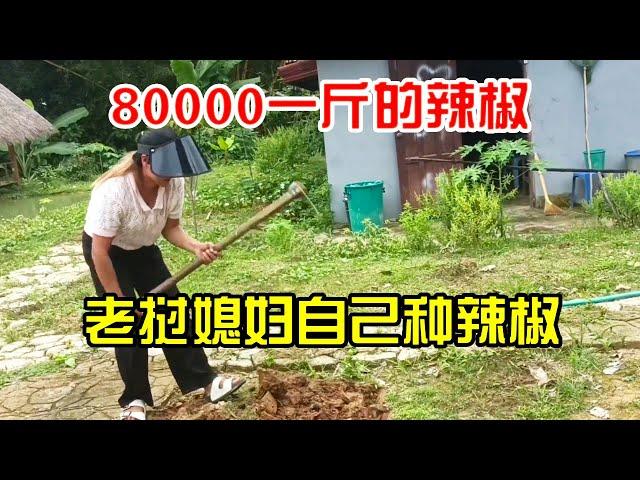 寮國辣椒竟80,000一斤，寮國媳婦吃不起了，自己種辣椒#老挝农村生活 #老挝 #婚姻 #结婚 #老挝美女