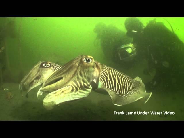 Cuttlefish and Jellyfish