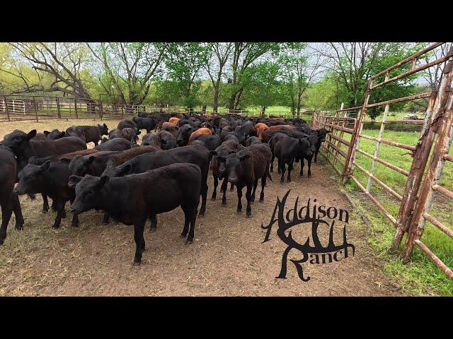 SORTING MASHONA X HEIFER AND BULL CALVES