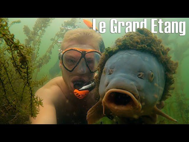 Underwater in the most difficult lake in France. (26 kg+ koi carp!)