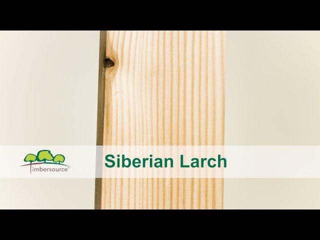 Siberian Larch Timber | Timbersource