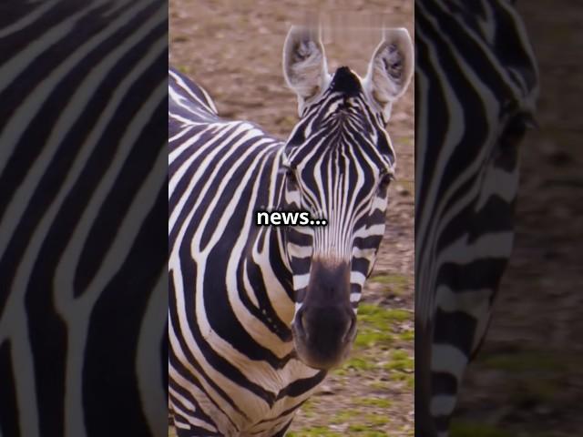 The Zebra's Jungle Adventure#youtubeshorts #shortvideo #shortviral #shots #shortfeed #viralvideo