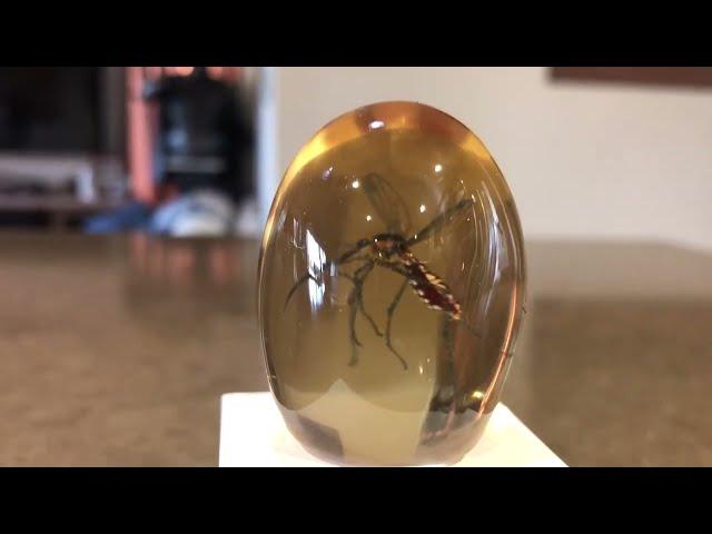 ECC Mosquito In Amber