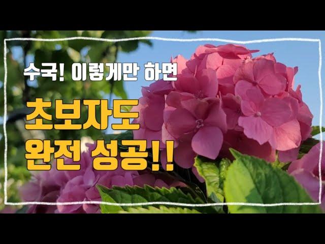 초보도 성공 할 수 있는 수국가지치기와 삽목하는방법& 노하우!!