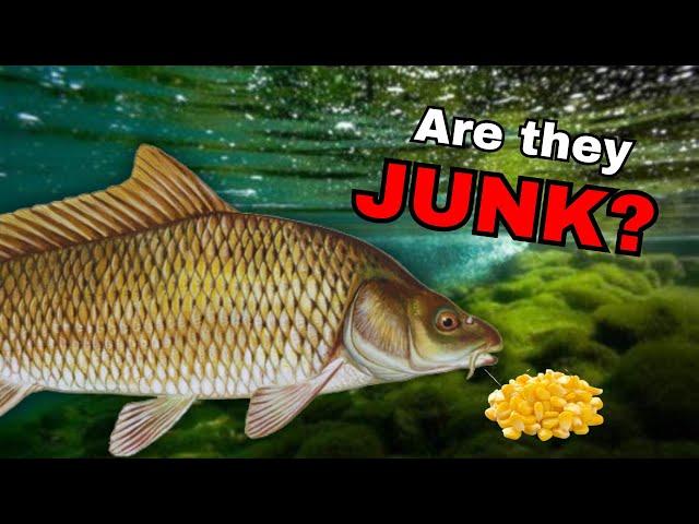 The MOST Controversial Fish ep.3- Common Carp