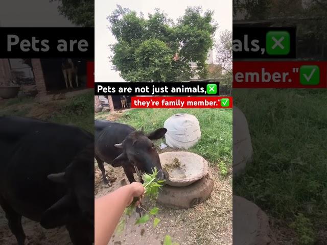 #petlovers