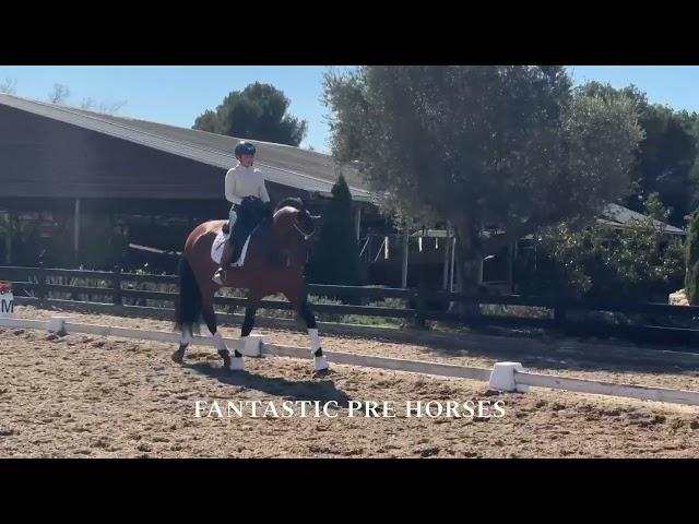 QUILATE & Me test ride in this FANTASTIC PRE BOMBPROOF horse Pirofree