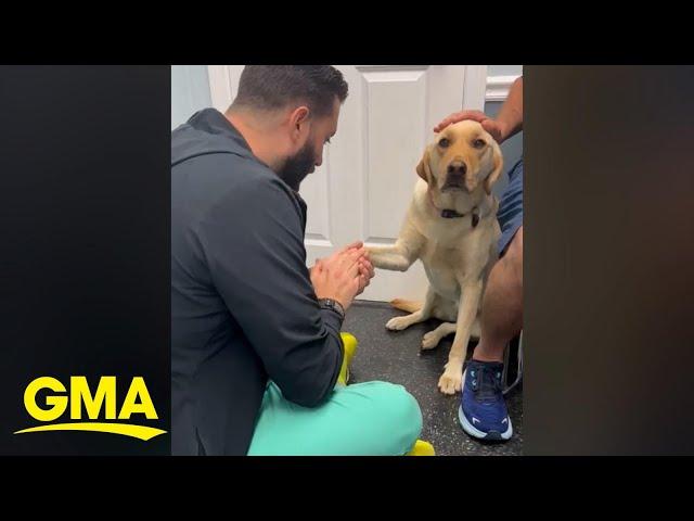 Video of injured dog learning to trust vet goes viral l GMA