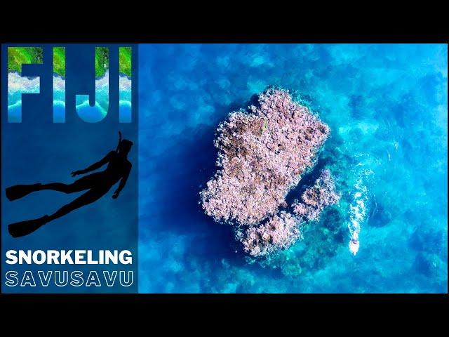 Snorkeling Fiji With Immersion Fiji | Savusavu The Hidden Paradise