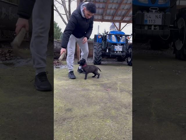 Yavru dutch shepherd