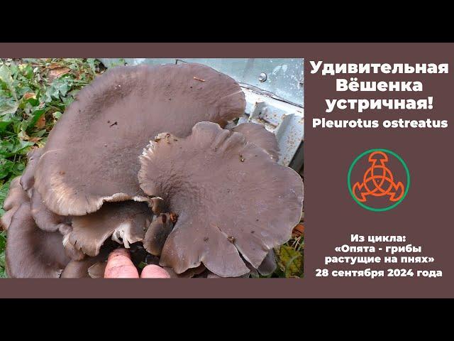 Удивительная Вёшенка устричная! Pleurotus ostreatus.