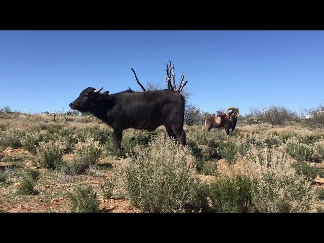 Buffalo, sheep and dog make unusual friends - Nandi has grown up!