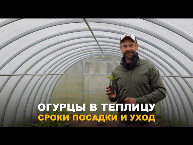 УЖЕ В НАЧАЛЕ ЛЕТА БУДУ С ОГУРЦАМИ. Правила посадки и ухода за огурцами в теплице.