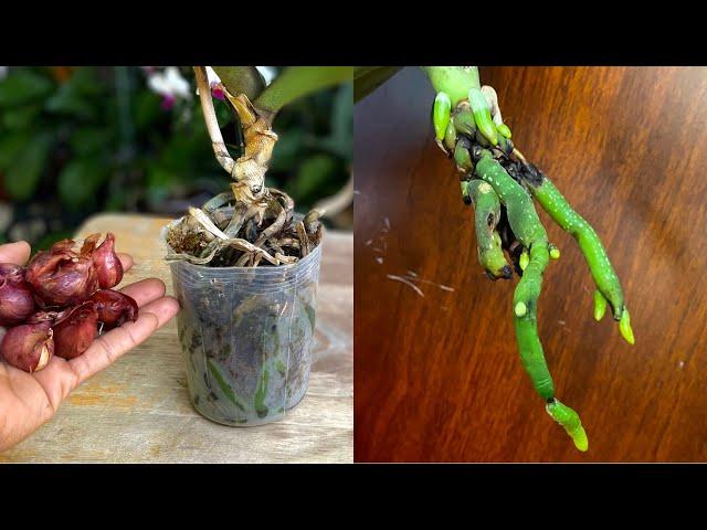 Quick Tips for Recovering Orchid With Fungus And Rotten Roots