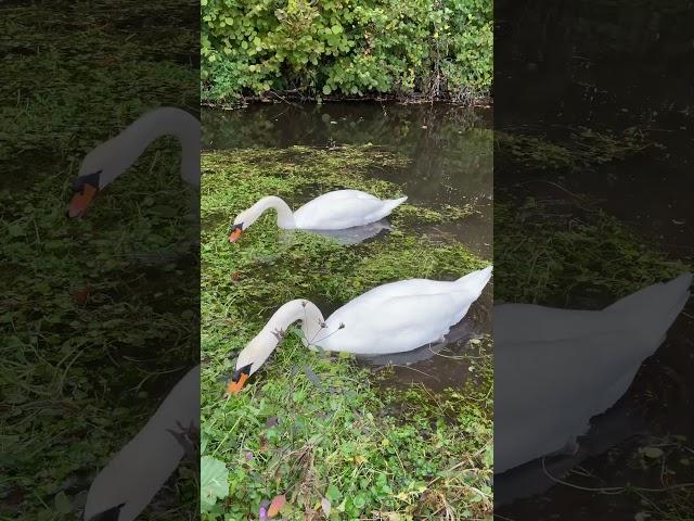 Swans relaxing in France ผ่อนคลายกับธรรมชาติในฝรั่งเศสกับหงส์ขาว #ฝรั่งเศส #nature #หงส์ขาว #swans