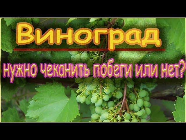 Когда, зачем и как чеканят побеги винограда.
