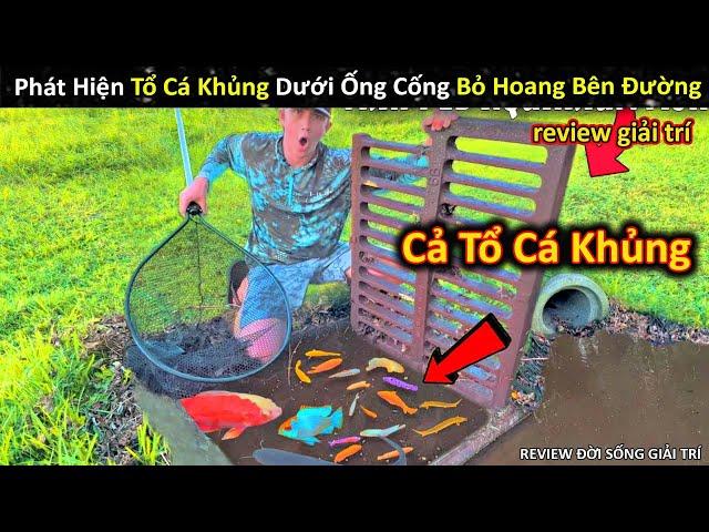 Phát Hiện Và Thu Hoạch Cả Tổ Cá Khủng Dưới Ống Cống Bỏ Hoang Bên Đường || Review Giải Trí Đời Sống