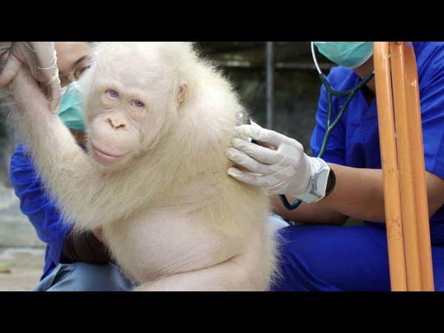 Meet Alba, Borneo's Only Albino Orangutan