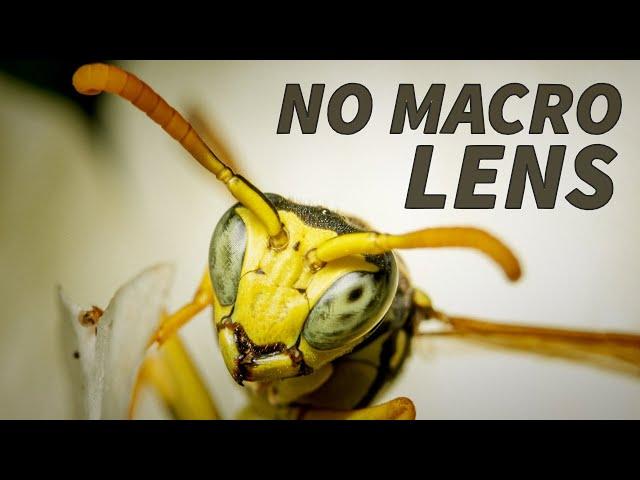 Incredible! Macro Photography Without a Macro Lens!