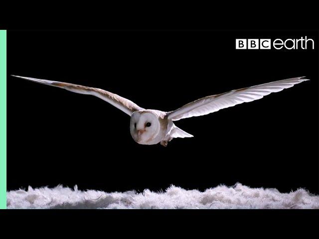 Experiment! How Does An Owl Fly So Silently? | Super Powered Owls | BBC