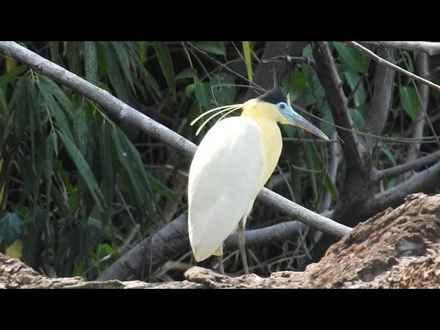 capped heron (Pilherodius pileatus)