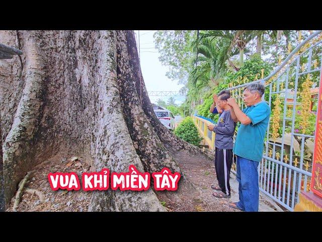 Vua Khỉ được tận tay Sờ cái cây Di Sản Quốc Gia khi cưa hạ gốc cây Sao Khủng (1/3)...