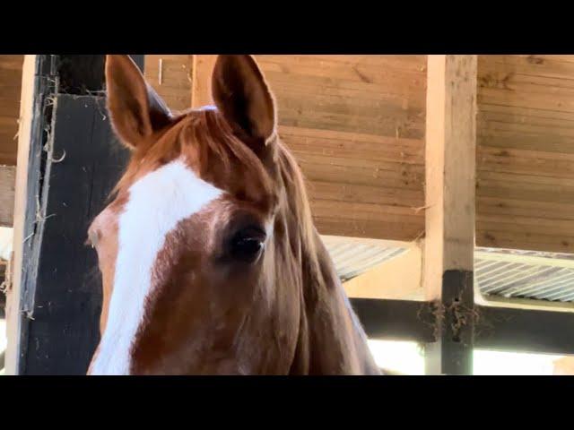 "Be the Change: How You Can Help Our Horse Retirement Home!"