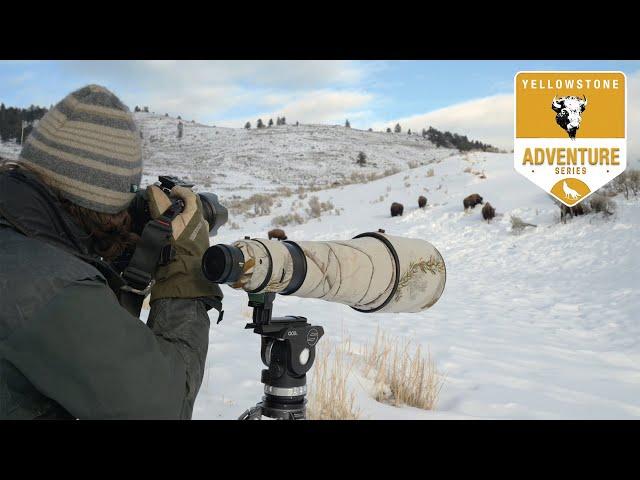 5 Days Wildlife Photography in Yellowstone National Park - ep.1