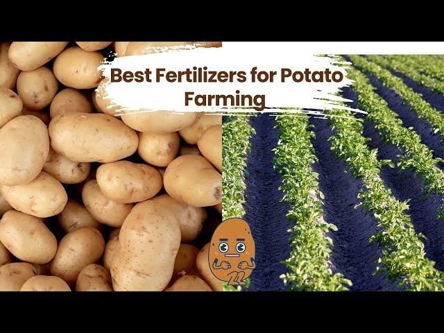 Best Fertilizers for Potato Farming l আলু খেতিপথাৰত Aegis, Potasil আৰু KUP ৰ প্ৰভাব | आलू की खेती के