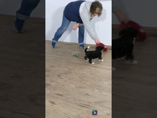 Skye, the Fun Standard Bernadoodle Puppy!