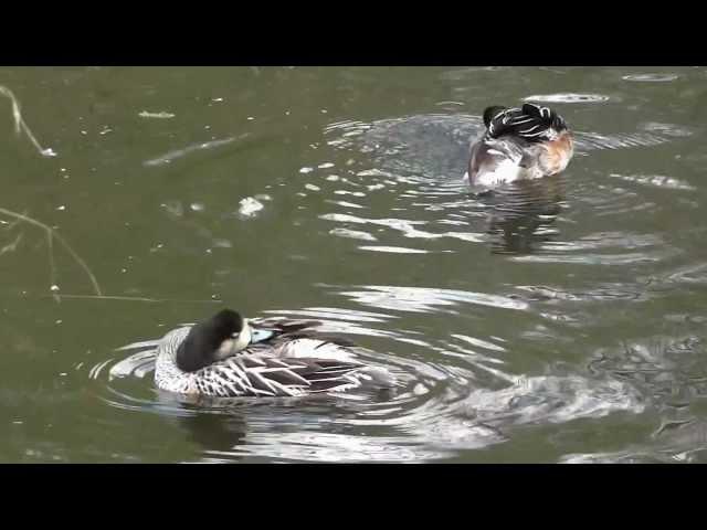 Barnes wildfowl and wetland trust