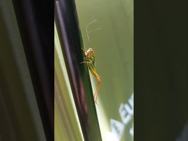 Mr Jiminy Cricket joining us on our camp #shorts #insectshorts #bugs #nature