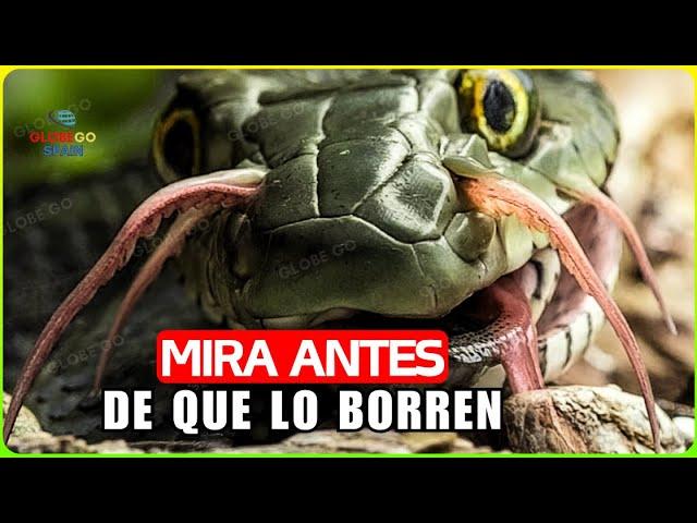 Serpientes Que Se METIERON Con el ENEMIGO EQUIVOCADO – ¡Aterradas Más Allá del Límite! Documental