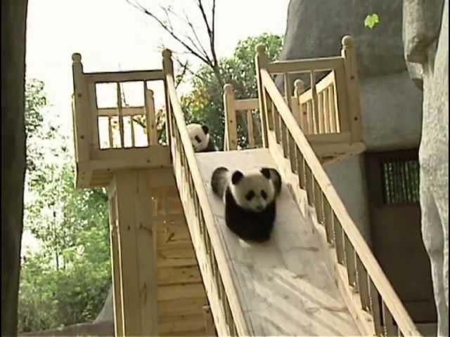 Cute pandas playing on the slide