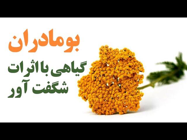 بومادران گیاهی با اثرات شگفت آور