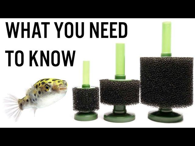 Pros & Cons of Sponge Filters - Do You Really Need One for Your Aquarium?