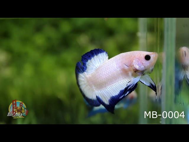 MARBLE BLUE RIM BETTA FISH