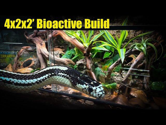 How to Build a Bioactive California Kingsnake Enclosure (120 Gallons)