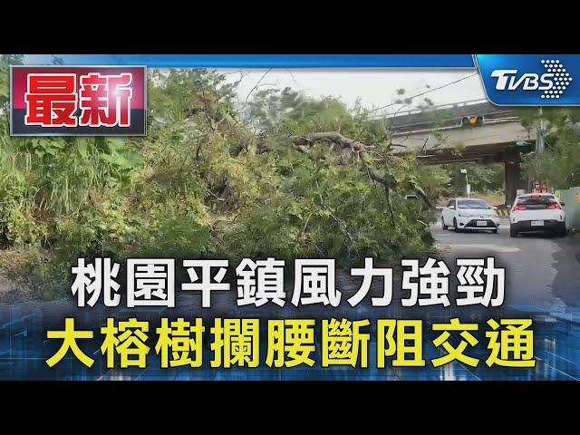 桃園平鎮風力強勁 大榕樹攔腰斷阻交通｜TVBS新聞 @TVBSNEWS01