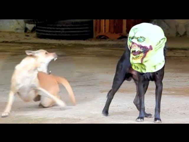 Troll Prank dog & fake Lion and Fake Tiger Prank To dog,cat | Videos Funny Troll 2022 #4